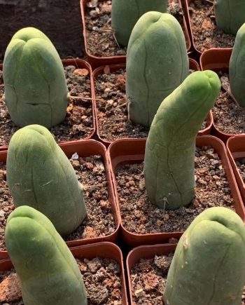 Penis Cactus - TBM Clone B